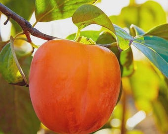 Grafted Hachiya Japanese Persimmon Fruit Tree: Sweet & Cold Hardy