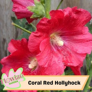 25 Coral Red Hollyhock Seeds – Cottage Garden Flowers – Double Blooms – Easy to Grow – Biennial/Perennial – Non-GMO – Open Pollinate