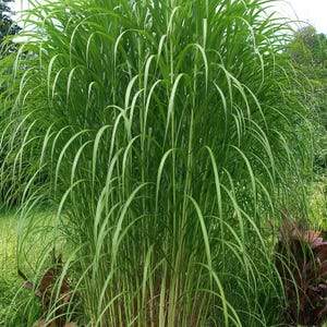 May include: A lush, vibrant green ornamental grass with long, arching blades. The plant has a dense, full appearance, with the blades cascading downwards. The image is a close-up, showcasing the texture and detail of the foliage. The plant is in a garden setting.