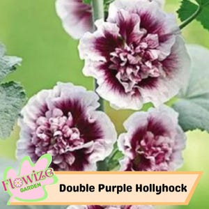 25 Double Purple Hollyhock Seeds – Cottage Garden Flowers – Double Blooms – Easy to Grow – Biennial/Perennial – Non-GMO – Open Pollinate