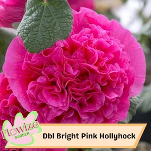 25 Dbl Bright Pink Hollyhock Seeds – Cottage Garden Flowers – Double Blooms – Easy to Grow – Biennial/Perennial – Non-GMO – Open Pollinate