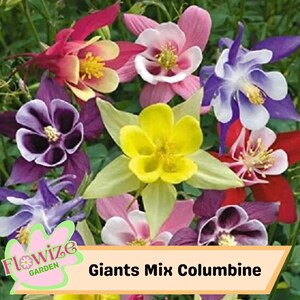 50 Giants Mix Columbine Seeds For Planting