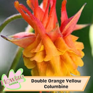 50 Double Orange Yellow Columbine Seeds, Rare Perennial Blooms, Vibrant Garden Seeds, Easy to Grow, Pollinator-Friendly