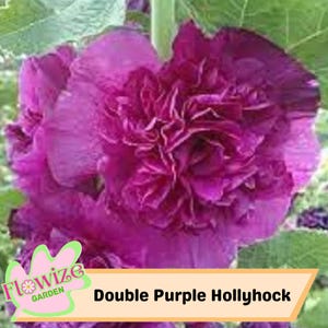 25 Double Purple Hollyhock Seeds – Cottage Garden Flowers – Double Blooms – Easy to Grow – Biennial/Perennial – Non-GMO – Open Pollinate