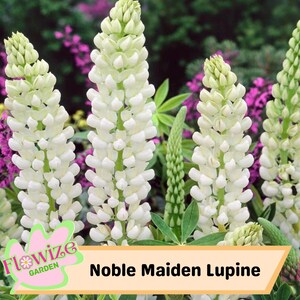 Noble Maiden Lupine Seeds: Lilac & White Perennial Flowers