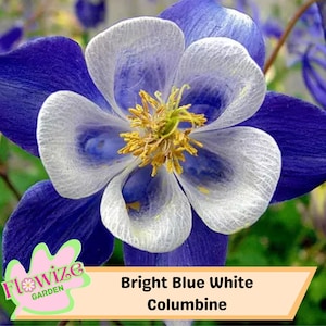 50 Bright Blue White Columbine Seeds For Planting