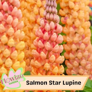 25 Salmon Star Lupine Perennial Flowers Seeds – Pollinator-Friendly – Stunning Blooms – Easy to Grow Perennial Seeds – Non-GMO