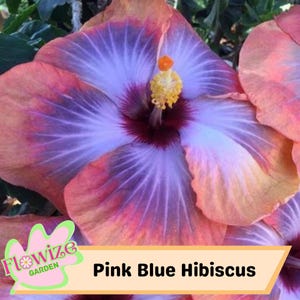20 Pink Blue Hibiscus Seeds – Exotic Tropical Blooms – Vibrant Garden Flowers – Easy to Grow Perennial – Non-GMO & Pollinator-Friendly