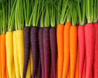 600 Organic Rainbow Carrot Mix Seeds – Colorful Heirloom Non GMO Carrots Seeds