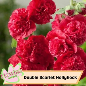 25 Double Scarlet Hollyhock Seeds – Cottage Garden Flowers – Double Blooms – Easy to Grow – Biennial/Perennial – Non-GMO – Open Pollinate