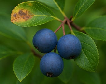 10 Crataegus Brachyacantha Blue Hawthorn Fruit Tree Seeds For Planting