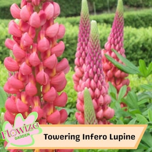 25 Towering Infero Lupine Perennial Flowers Seeds – Pollinator-Friendly – Stunning Blooms – Easy to Grow Perennial Seeds – Non-GMO