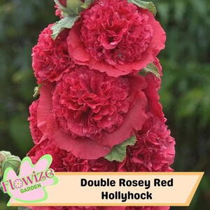 25 Double Rosey Red Hollyhock Seeds – Cottage Garden Flowers – Double Blooms – Easy to Grow – Biennial/Perennial – Non-GMO – Open Pollinate