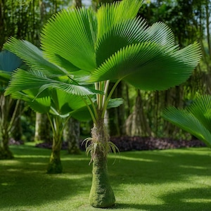 5 Licuala Grandis Ruffled Fan Palm Seeds | Rare Tropical Tree