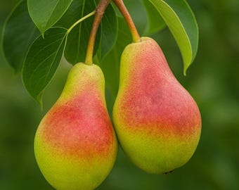 5 Bartlett Pear Tree Seeds | Sweet & Juicy Pyrus Communis