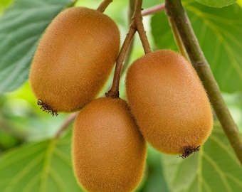 Rare JUMBO KIWI Tree (5,30 ,60 0r 120 SEEDS )combined Shipping
