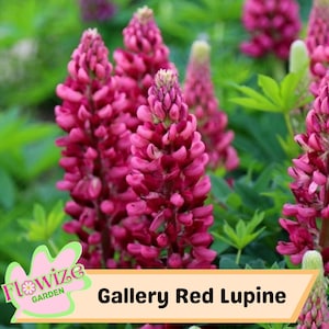 25 Gallery Red Lupine Seeds: Perennial Flower, Pollinator-Friendly