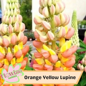Orange Yellow Lupine Flower Seeds: Pollinator-Friendly Perennial - Non-GMO (25 Seeds
