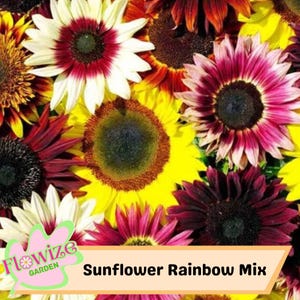 25 Sunflower Rainbow Mix Seeds – Giant Vibrant Blooms – Pollinator-Friendly – Annual – Easy to Grow – Non-GMO
