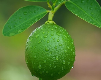 Key Lime Seeds | Citrus Aurantifolia, Fragrant Flowers & Edible Fruit