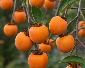 10 Seeds Date Plum Fruit Tree | Diospyros Lotus