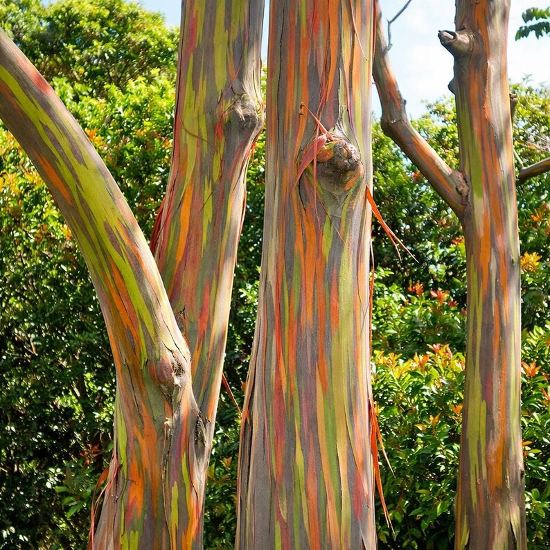 Colorful Bark Tree Rainbow Eucalyptus Tree Seeds – Colorful Bark, Tropical Ornament - Etsy