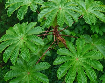 5 Cecropia Peltata Seeds | Fast Growing Trumpet Tree