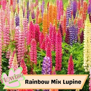Rainbow Lupine Flower Seeds: Perennial, Pollinator-Friendly, Non-GMO (25 Seeds)