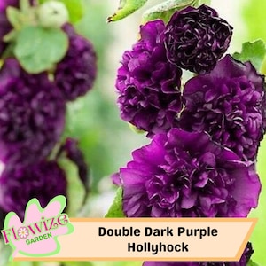 25 Double Dark Purple Hollyhock Seeds – Cottage Garden Flowers – Double Blooms – Easy to Grow – Biennial/Perennial – NonGMO – Open Pollinate