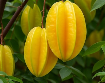 5 Star Fruit Seeds | Averrhoa Carambola Tree, Grow Indoors