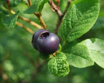 10 Vaccinium Membranaceum Thinleaf Huckleberry Shrub Seeds, Native Edible Berry Fruit