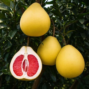 May include: A close-up of a pomelo fruit on a tree. The fruit is yellow with a thick rind. One pomelo is cut open, revealing bright red flesh. The background is filled with green leaves and branches.