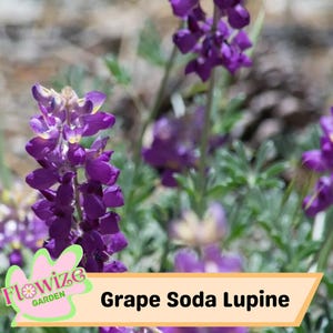 25 Grape Soda Lupine Perennial Flowers Seeds – Pollinator-Friendly – Stunning Blooms – Easy to Grow Perennial Seeds – Non-GMO