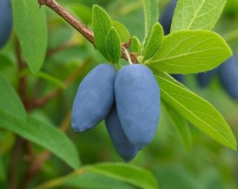 20 Honeyberry/haskap (lonicera Caerulea) Seeds - Organically Grown, Large  Edible Berries Grown From Premium Cultivars - Etsy