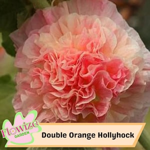 25 Double Orange Hollyhock Seeds – Cottage Garden Flowers – Double Blooms – Easy to Grow – Biennial/Perennial – Non-GMO – Open Pollinate