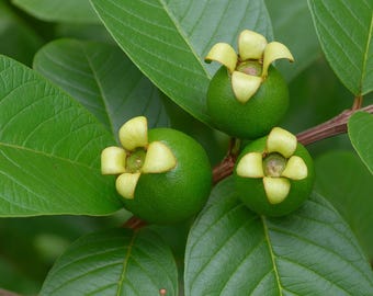 5 Psidium Guajava True Guava Tree Seeds | Tropical Fruit Plant | Grow Your Own Guava