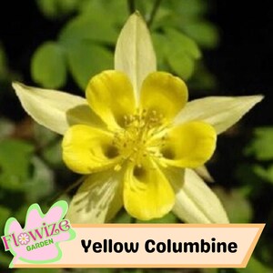 50 Yellow Columbine Seeds For Planting
