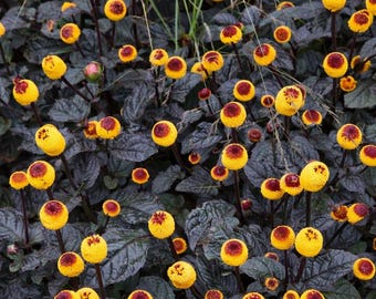 10 Spilanthes Acmella Oleracea Purpurea Purple Toothache Plant Seeds For Planting