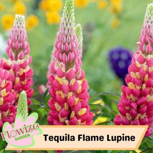 25 Tequila Flame Lupine Seeds: Lilac & White Perennial Flowers