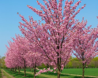 5 Prunus Serrulata Seeds | Pink Flowering Cherry Sakura Tree