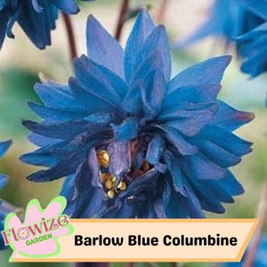 50 Barlow Blue Columbine Seeds For Planting