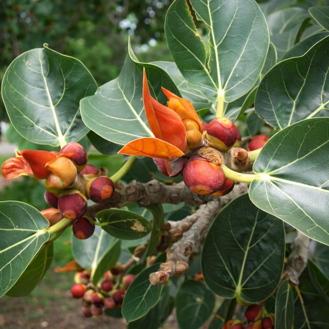 5 Ficus Rumphii Seeds – Unique Exotic Tree Tropical Ornamental Seeds - Etsy