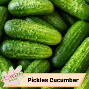 Handcrafted Non-Gmo Heirloom Cucumber Pickles - Homemade Vegetable Seeds (125 Seeds or 1/8 OZ)