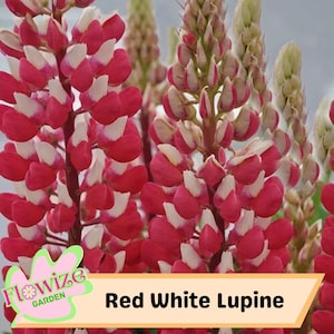 Red & White Lupine Flower Seeds: Pollinator-Friendly Perennial