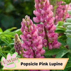 25 Popsicle Pink Lupine Perennial Flowers Seeds – Pollinator-Friendly – Stunning Blooms – Easy to Grow Perennial Seeds – Non-GMO