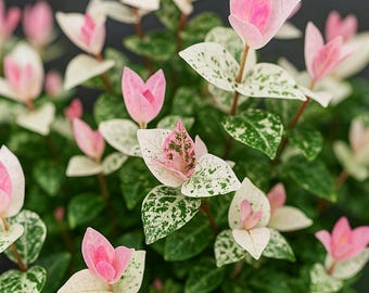 Snow'n'summer Pink Variegated Jasmine, 4