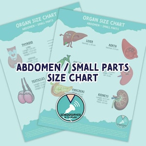 Op de afbeelding: Een kleurrijk diagram met illustraties van inwendige organen, waaronder de schildklier, lever, aorta, testikels, pancreas en nieren. Het diagram heeft de titel "Abdomen/Kleine onderdelen - Maattabel" en bevat de afmetingen van elk orgaan.