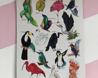 A3 Bird Collection Print