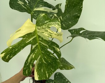 Monstera deliciosa THAI constellation, EXACT PLANT, well rooted 26.05.17