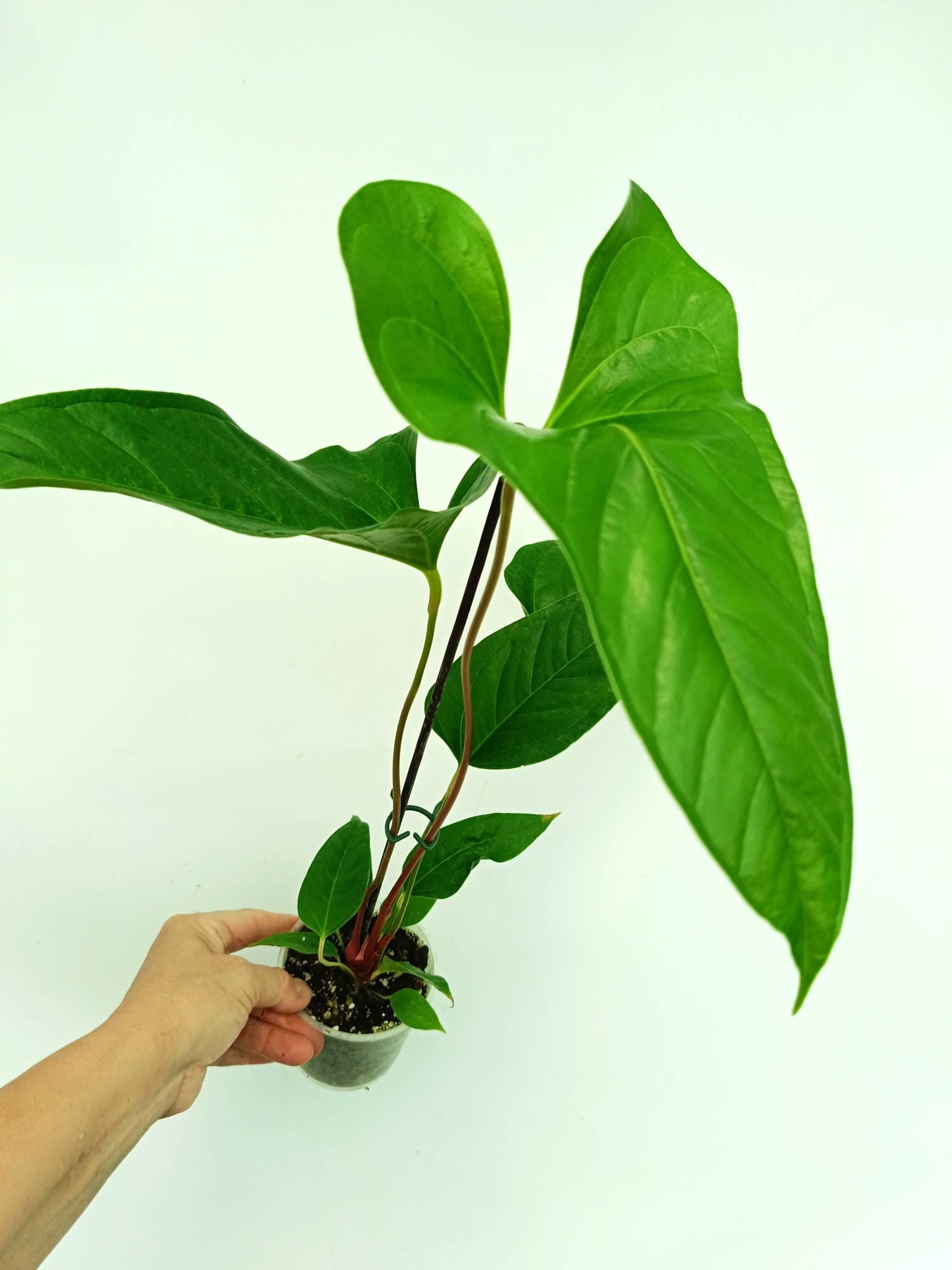 Anthurium INSIGNE - Etsy Ireland